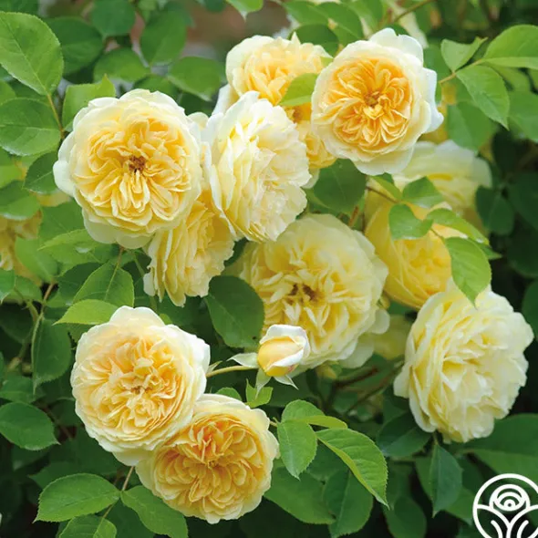 Heirloom Roses Teasing Georgia™ Discount
