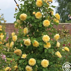 Heirloom Roses Teasing Georgia™ Discount