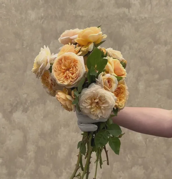 Heirloom Roses Teasing Georgia™ Discount