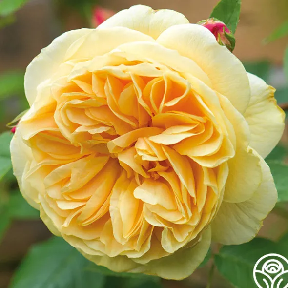 Heirloom Roses Teasing Georgia™ Discount