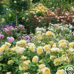 Heirloom Roses Teasing Georgia™ Discount