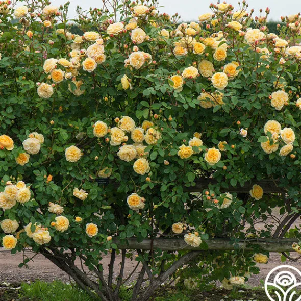 Heirloom Roses Teasing Georgia™ Discount
