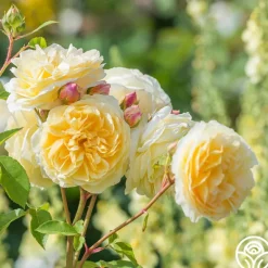 Heirloom Roses Teasing Georgia™ Discount