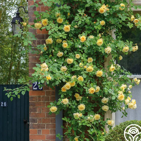 Heirloom Roses Teasing Georgia™ Discount