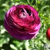 Heirloom Roses Tecolote Merlot Best