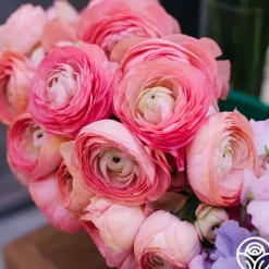 Heirloom Roses Tecolote Pink Hot