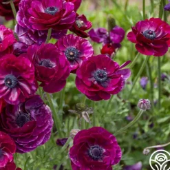 Heirloom Roses Tecolote Purple Clearance