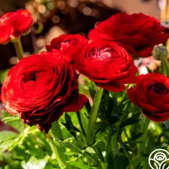 Heirloom Roses Tecolote Red Best
