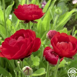 Heirloom Roses Tecolote Red Best