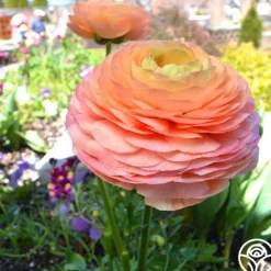 Heirloom Roses Tecolote Salmon Hot