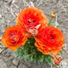 Heirloom Roses Tecolote Sunset