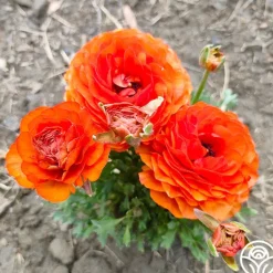 Heirloom Roses Tecolote Sunset
