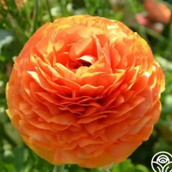 Heirloom Roses Tecolote Sunset