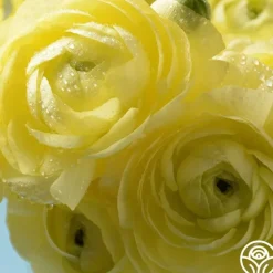 Heirloom Roses Tecolote Yellow Clearance