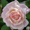 Heirloom Roses Tender Blush New