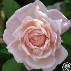 Heirloom Roses Tender Blush New