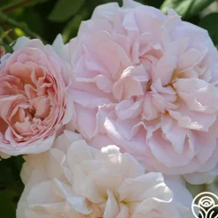 Heirloom Roses Tender Blush New