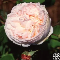 Heirloom Roses Tender Blush New