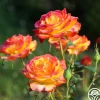 Heirloom Roses Tequila Sunrise Sale