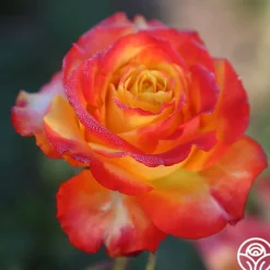 Heirloom Roses Tequila Sunrise Sale