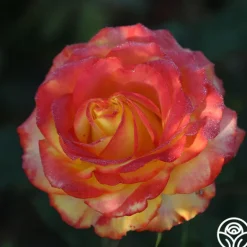 Heirloom Roses Tequila Sunrise Sale