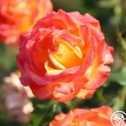 Heirloom Roses Tequila Sunrise Sale