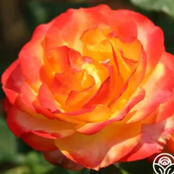 Heirloom Roses Tequila Sunrise Sale