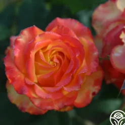 Heirloom Roses Tequila Sunrise Sale