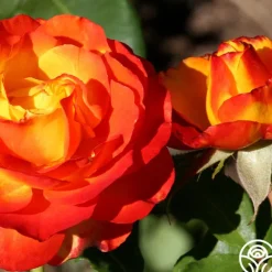 Heirloom Roses Tequila Sunrise Sale