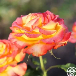 Heirloom Roses Tequila Sunrise Sale