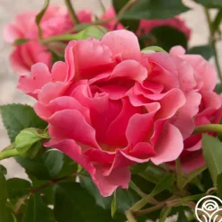 Heirloom Roses Tequila Supreme™ Hot