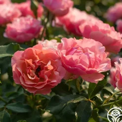 Heirloom Roses Tequila Supreme™ Hot