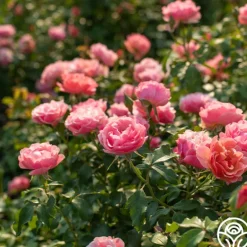 Heirloom Roses Tequila Supreme™ Hot