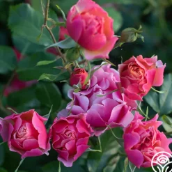 Heirloom Roses Tequila Supreme™ Hot