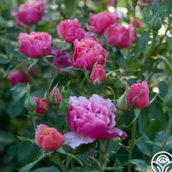 Heirloom Roses Tequila Supreme™ Hot