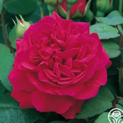 Heirloom Roses Tess of the d'Urbervilles® New