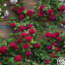 Heirloom Roses Tess of the d'Urbervilles® New