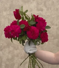 Heirloom Roses Tess of the d'Urbervilles® New