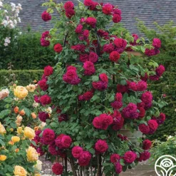 Heirloom Roses Tess of the d'Urbervilles® New