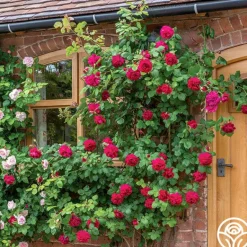 Heirloom Roses Tess of the d'Urbervilles® New