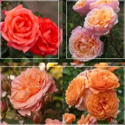 Heirloom Roses 50th Anniversary Clements Collection Best