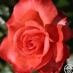 Heirloom Roses 50th Anniversary Clements Collection Best