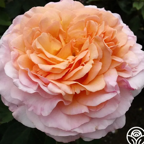 Heirloom Roses 50th Anniversary Clements Collection Best
