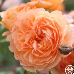 Heirloom Roses 50th Anniversary Clements Collection Best