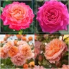 Heirloom Roses 50th Anniversary Favorites Collection Hot