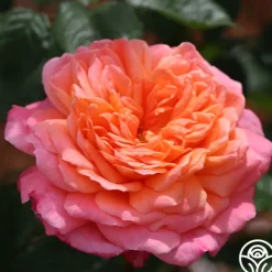 Heirloom Roses 50th Anniversary Favorites Collection Hot