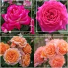 Heirloom Roses 50th Anniversary Founders Collection Hot