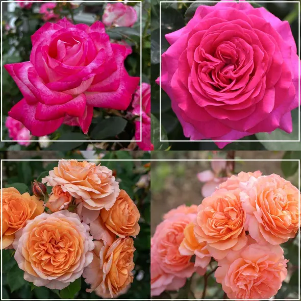 Heirloom Roses 50th Anniversary Founders Collection Hot