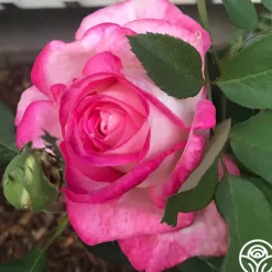 Heirloom Roses 50th Anniversary Founders Collection Hot
