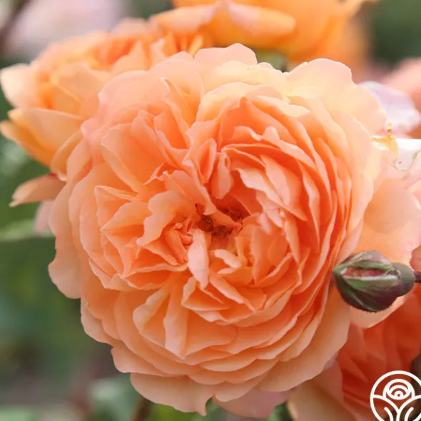 Heirloom Roses 50th Anniversary Founders Collection Hot